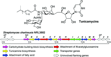 Graphical abstract: Dissecting tunicamycin biosynthesis by genome mining: cloning and heterologous expression of a minimal gene cluster