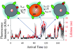 Graphical abstract: Correlated single quantum dot blinking and interfacial electron transfer dynamics