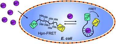 Graphical abstract: Metal-binding properties of Hpn from Helicobacter pylori and implications for the therapeutic activity of bismuth