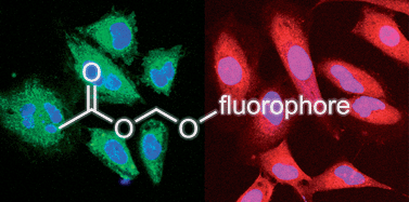 Graphical abstract: Synthesis and utility of fluorogenic acetoxymethyl ethers