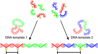 Graphical abstract: DNA-programmed spatial screening of carbohydrate–lectin interactions