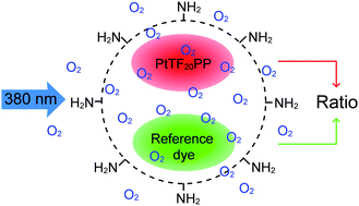 Graphical abstract: Self-referenced RGB colour imaging of intracellular oxygen