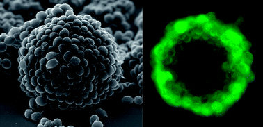 Graphical abstract: Directed assembly of yeast cells into living yeastosomes by microbubble templating