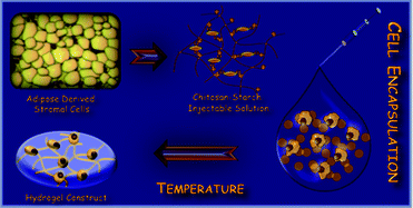 Graphical abstract: Stimuli-responsive chitosan-starch injectable hydrogels combined with encapsulated adipose-derived stromal cells for articular cartilage regeneration