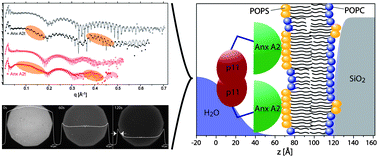 Graphical abstract: Arrangement of Annexin A2 tetramer and its impact on the structure and diffusivity of supported lipid bilayers