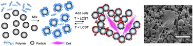 Graphical abstract: Responsive particulate dispersions for reversible building and deconstruction of 3D cell environments