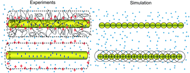 Graphical abstract: Hydrodynamic interactions in rod suspensions with orientational ordering