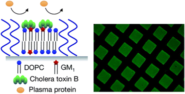 Graphical abstract: Molecular recognition on fluidic lipid bilayer microarray corralled by well-defined polymer brushes