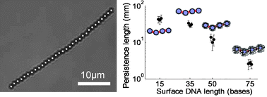 Graphical abstract: Bending dynamics of DNA-linked colloidal particle chains