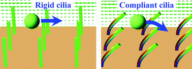 Graphical abstract: Designing ciliated surfaces that regulate deposition of solid particles