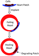 Graphical abstract: Elastomeric nanocomposites as cell delivery vehicles and cardiac support devices