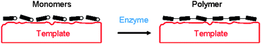 Graphical abstract: Enzyme-catalyzed chemical structure-controlling template polymerization