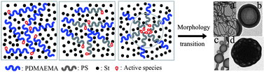 Graphical abstract: Morphology transitions in RAFT polymerization