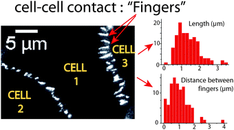 Graphical abstract: Scaling concepts in cell physics: paradigms for cell adhesion