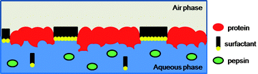 Graphical abstract: In vitro gastric digestion of interfacial protein structures: visualisation by AFM