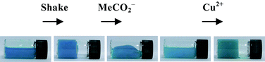 Graphical abstract: Shear induced gelation in a copper(ii) metallogel: new aspects of ion-tunable rheology and gel-reformation by external chemical stimuli