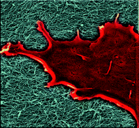 Graphical abstract: Fibronectin-mimetic peptide-amphiphile nanofiber gels support increased cell adhesion and promote ECM production