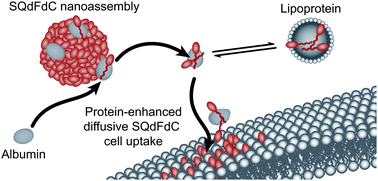 Graphical abstract: Extracellular-protein-enhanced cellular uptake of squalenoyl gemcitabine from nanoassemblies