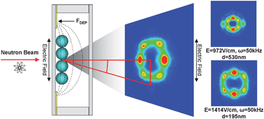 Graphical abstract: Directed self-assembly of colloidal crystals by dielectrophoretic ordering observed with small angle neutron scattering (SANS)