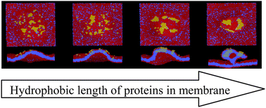 Graphical abstract: The relationship between membrane curvature generation and clustering of anchored proteins: a computer simulation study