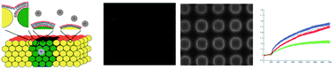 Graphical abstract: Lipid bilayers on topochemically structured planar colloidal crystals: a versatile platform for optical recording of membrane-mediated ion transport