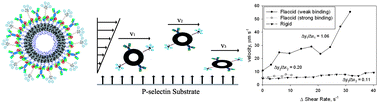 Graphical abstract: Effects of membrane rheology on leuko-polymersome adhesion to inflammatory ligands