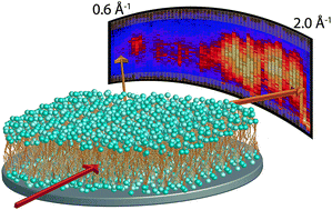 Graphical abstract: Diffusion in single supported lipid bilayers studied by quasi-elastic neutron scattering