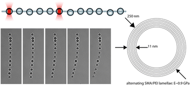 Graphical abstract: Multilayered polymeric nanotube bending elasticity from optical-tweezers micromechanics