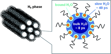 Graphical abstract: Dynamics of water confined in self-assembled monoglyceride–water–oil phases