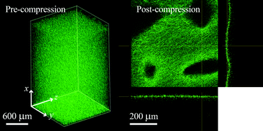 Graphical abstract: Characterization and modelling of a dense lamella formed during self-compression of fibrillar collagen gels: implications for biomimetic scaffolds