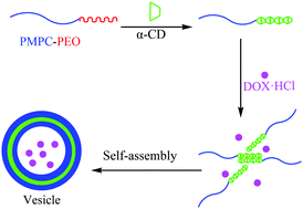 Graphical abstract: Biocompatible vesicles based on PEO-b-PMPC/α-cyclodextrin inclusion complexes for drug delivery