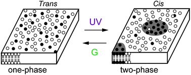 Graphical abstract: Photochemical control of membrane raft organization