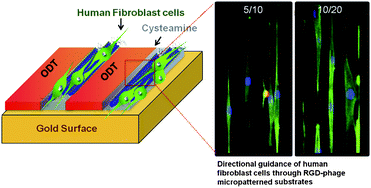 Graphical abstract: Facile patterning of genetically engineered M13 bacteriophage for directional growth of human fibroblast cells