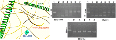 Graphical abstract: Influence of nano-viscosity and depletion interactions on cleavage of DNA by enzymes in glycerol and poly(ethylene glycol) solutions: qualitative analysis