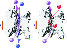 Graphical abstract: Simulation of electrokinetics at the nanoscale: inversion of selectivity in a bio-nanochannel