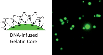 Graphical abstract: Controlled release of active DNA from uncrosslinked matrices