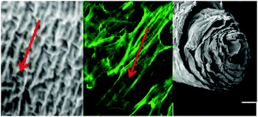 Graphical abstract: Cellularized alginate sheets for blood vessel reconstruction