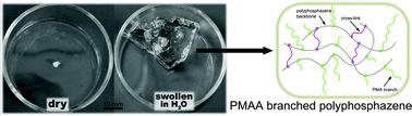 Graphical abstract: Dual-responsive and super absorbing thermally cross-linked hydrogel based on methacrylate substituted polyphosphazene