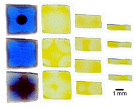 Graphical abstract: Shape- and size-dependent patterns in self-oscillating polymer gels