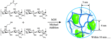 Graphical abstract: Molecular design of hyaluronic acid hydrogel networks for long-term controlled delivery of human growth hormone