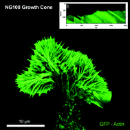 Graphical abstract: Stochastic actin dynamics in lamellipodia reveal parameter space for cell type classification