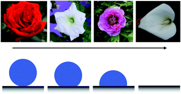 Graphical abstract: The effect of surface microstructures and surface compositions on the wettabilities of flower petals