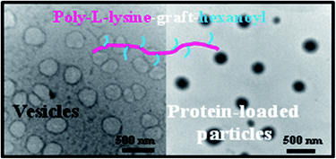 Graphical abstract: Alkyl chain grafted poly(l-lysine): self-assembly and biomedical application as carriers