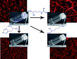 Graphical abstract: Supramolecular binary hydrogels from calixarenes and amino acids and their entrapment–release of model dye molecules