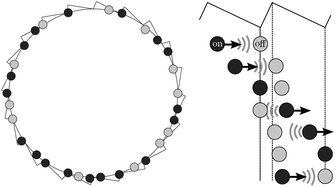 Graphical abstract: Hydrodynamic interactions enhance the performance of Brownian ratchets