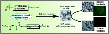 Graphical abstract: In situ synthesized Ag nanoparticle in self-assemblies of amino acid based amphiphilic hydrogelators: development of antibacterial soft nanocomposites