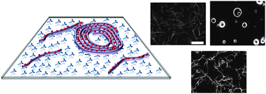 Graphical abstract: Understanding energy dissipation and thermodynamics in biomotor-driven nanocomposite assemblies