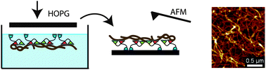 Graphical abstract: Self-assembly of cellulose nanofibrils by genetically engineered fusion proteins