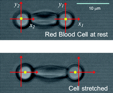 Graphical abstract: Red blood cell dynamics: from spontaneous fluctuations to non-linear response