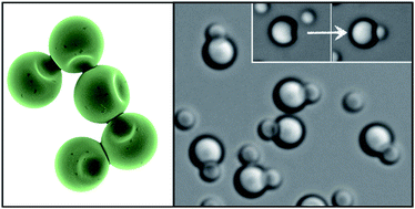 Graphical abstract: Lock and key colloids through polymerization-induced buckling of monodisperse silicon oil droplets